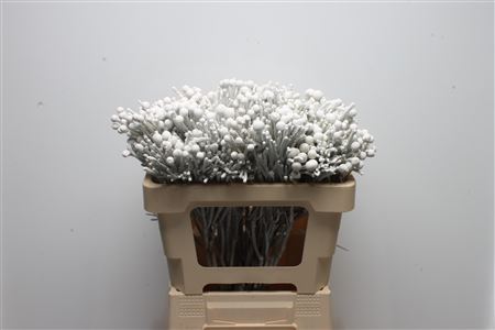 Brunia Silver Bunch 50cm