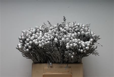 Brunia Silver Bunch 40cm