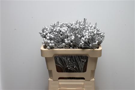 Brunia Silver Bunch 50cm