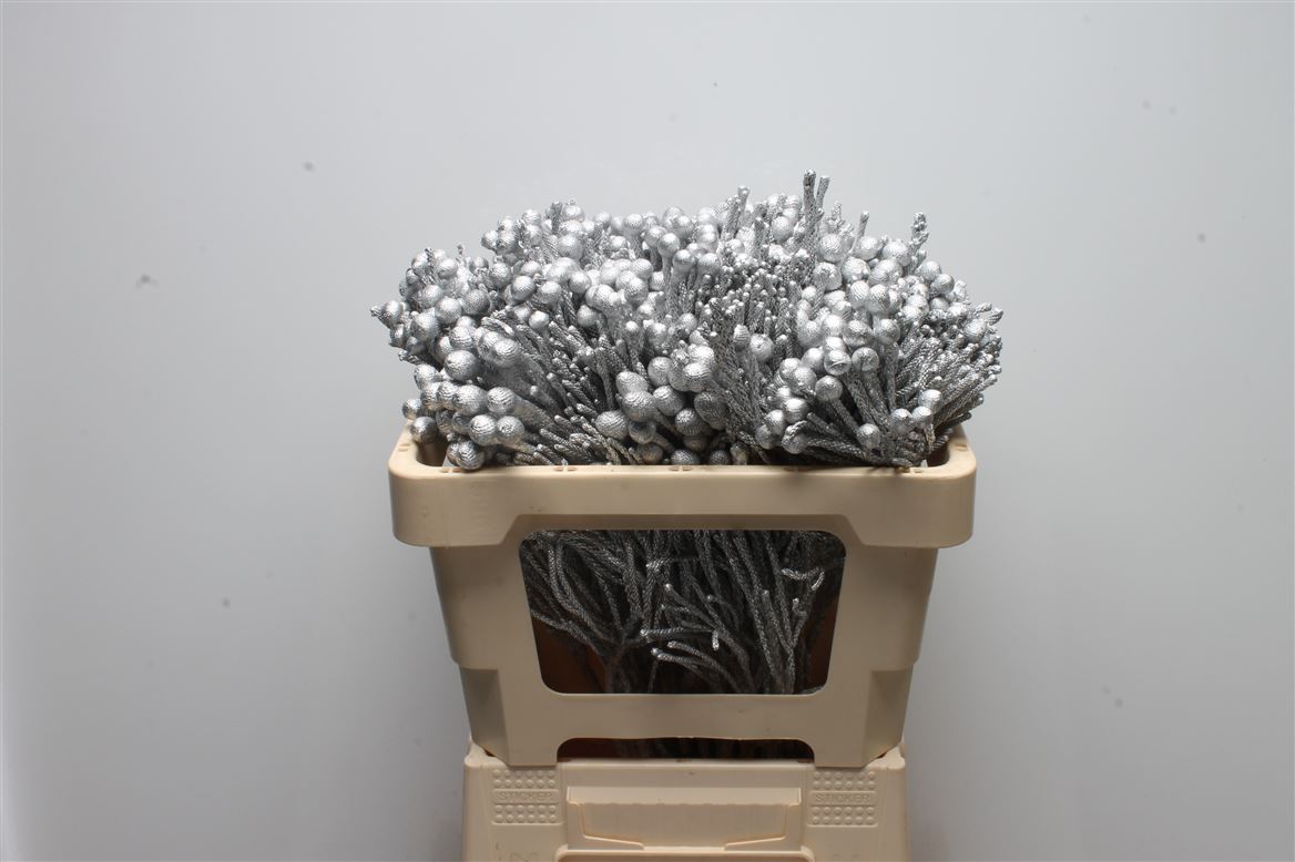 Brunia Laevis 50cm