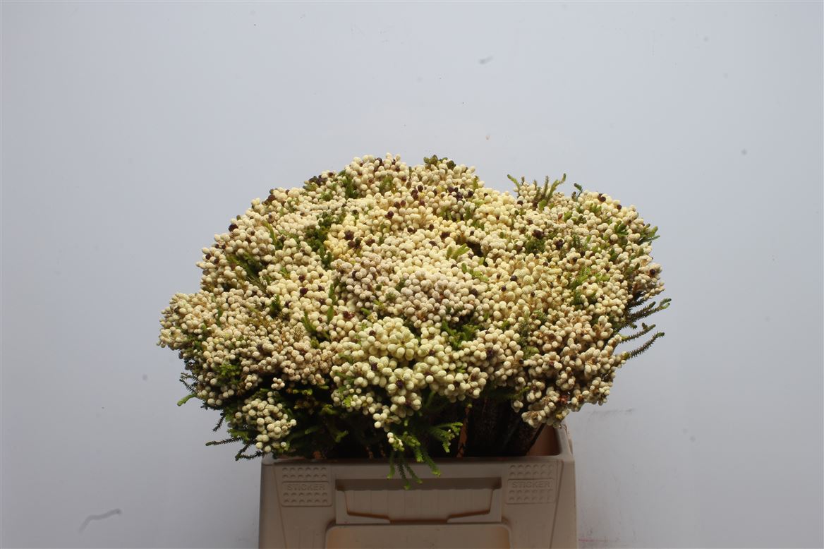 Berzelia Squarrosa 40cm