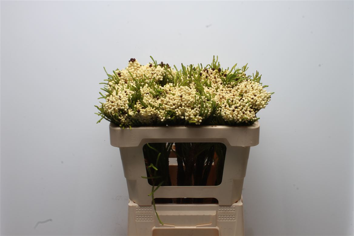 Berzelia Squarrosa 50cm
