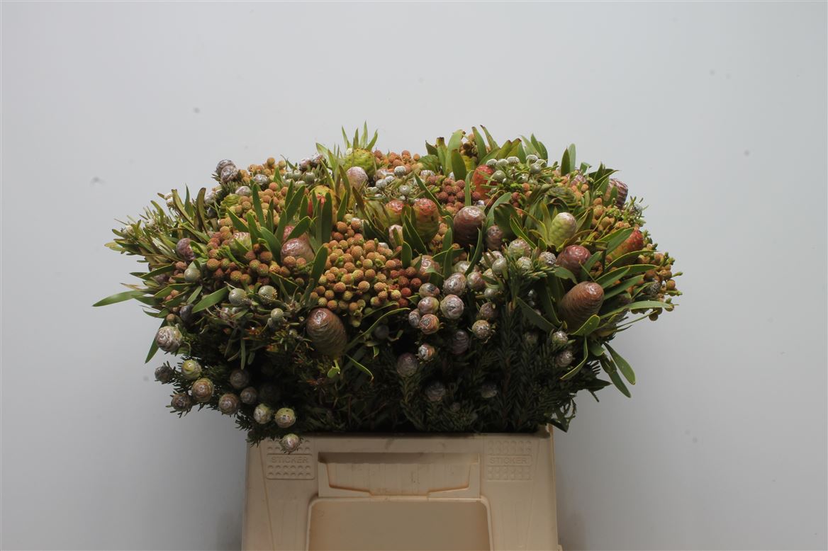 Cape Cone Mix 40cm