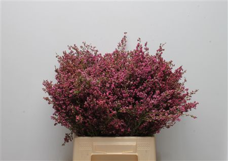 Erica 40cm