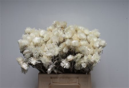 Cape Green (BERZELIA) 40cm