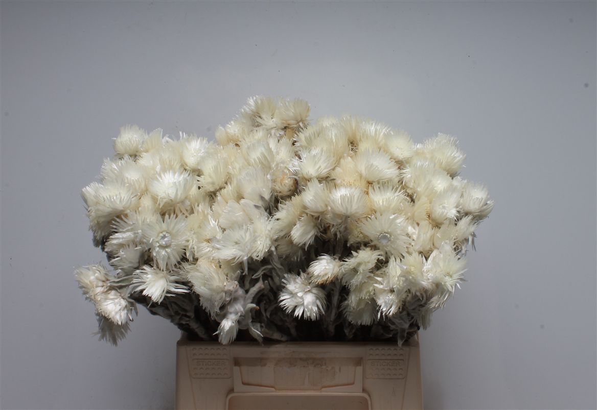 Bouquet Cape Everlasting 40cm