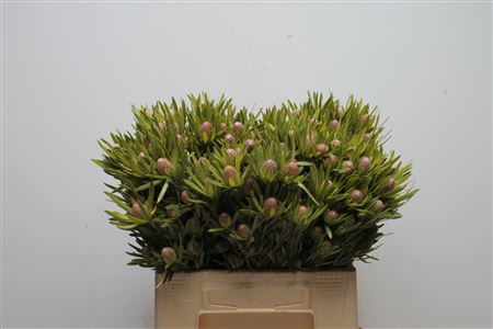 Protea 40cm