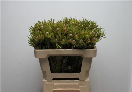 Protea 50cm