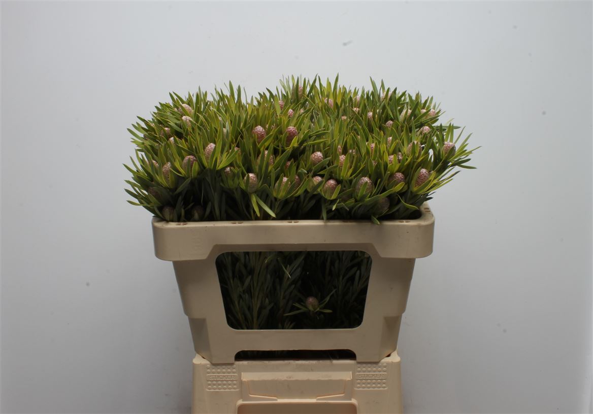 Leucadendron Lime Green 50cm