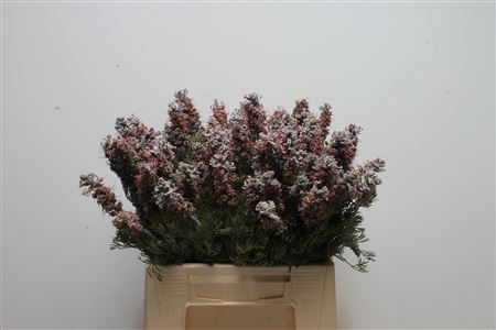 Paranomus Reflexus 40cm