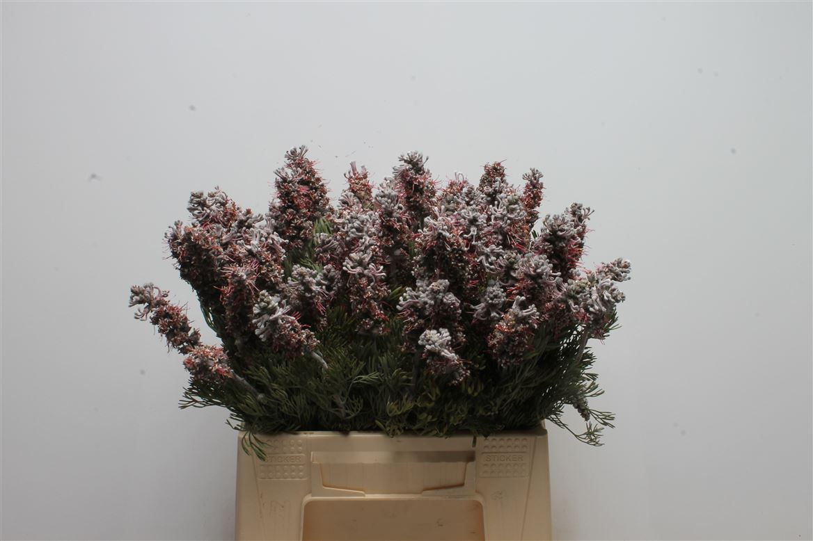 Paranomus Reflexus 40cm
