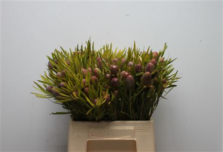 Cape Green (BERZELIA) 40cm
