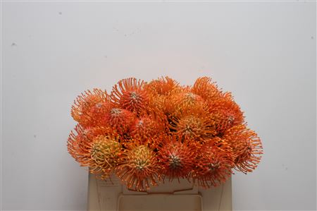 Leucospermum Ayoba Orange 30cm