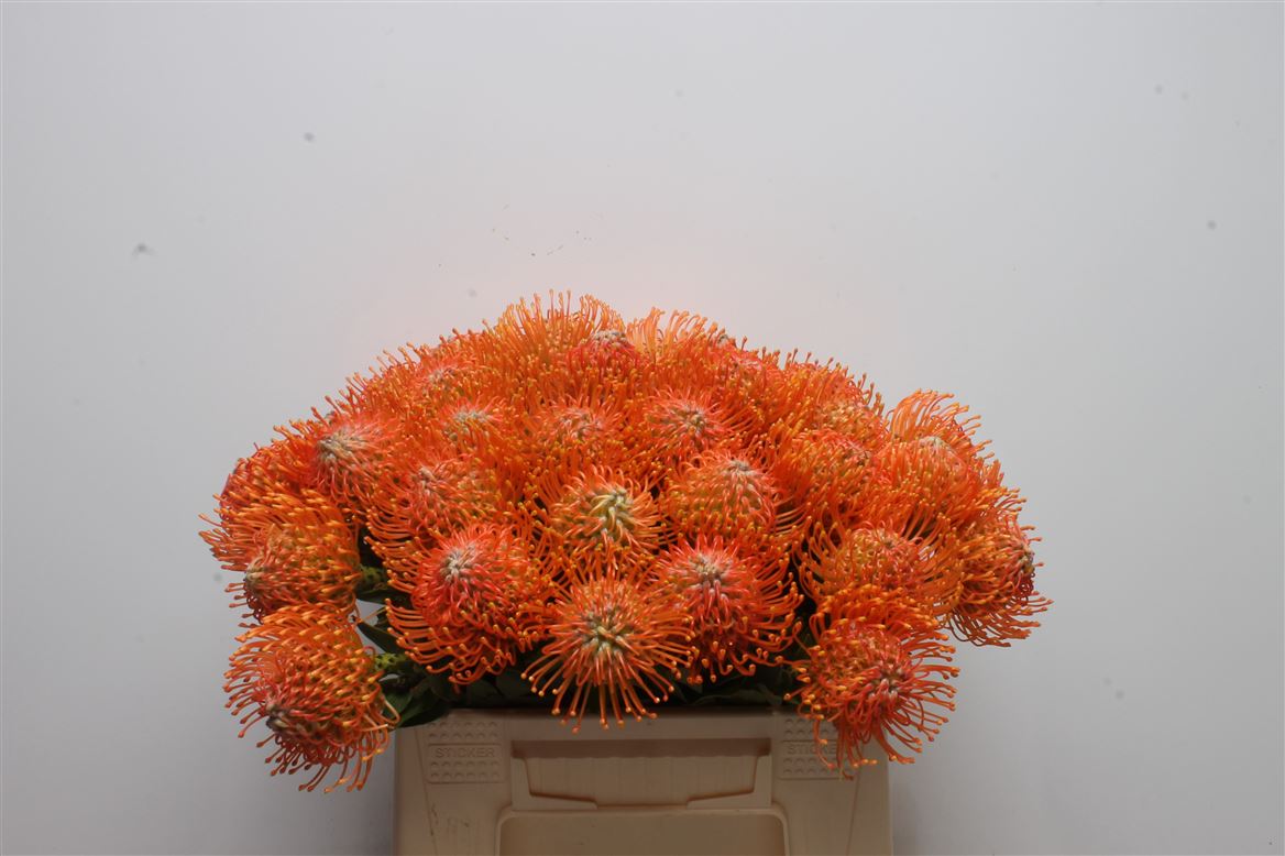 Leucospermum Ayoba Orange 35cm