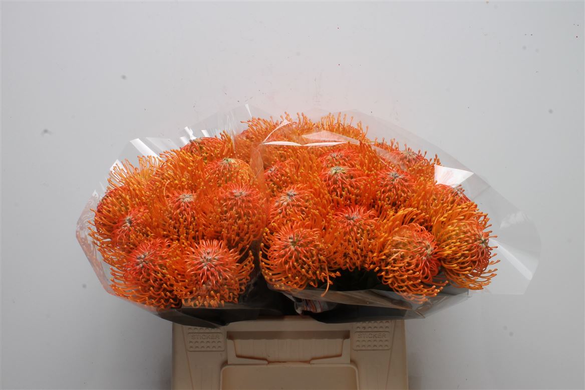 Leucospermum Ayoba Orange 40cm