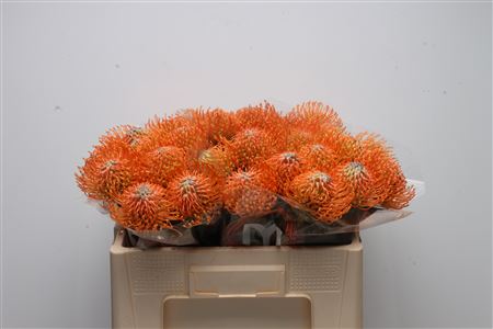 Leuco Ayoba Orange
