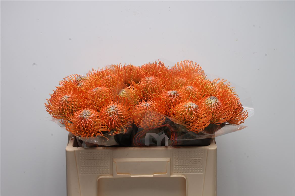 Leucospermum Ayoba Orange 50cm