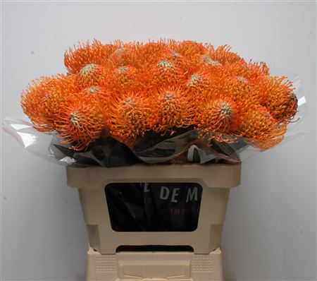 Leuco Ayoba Orange