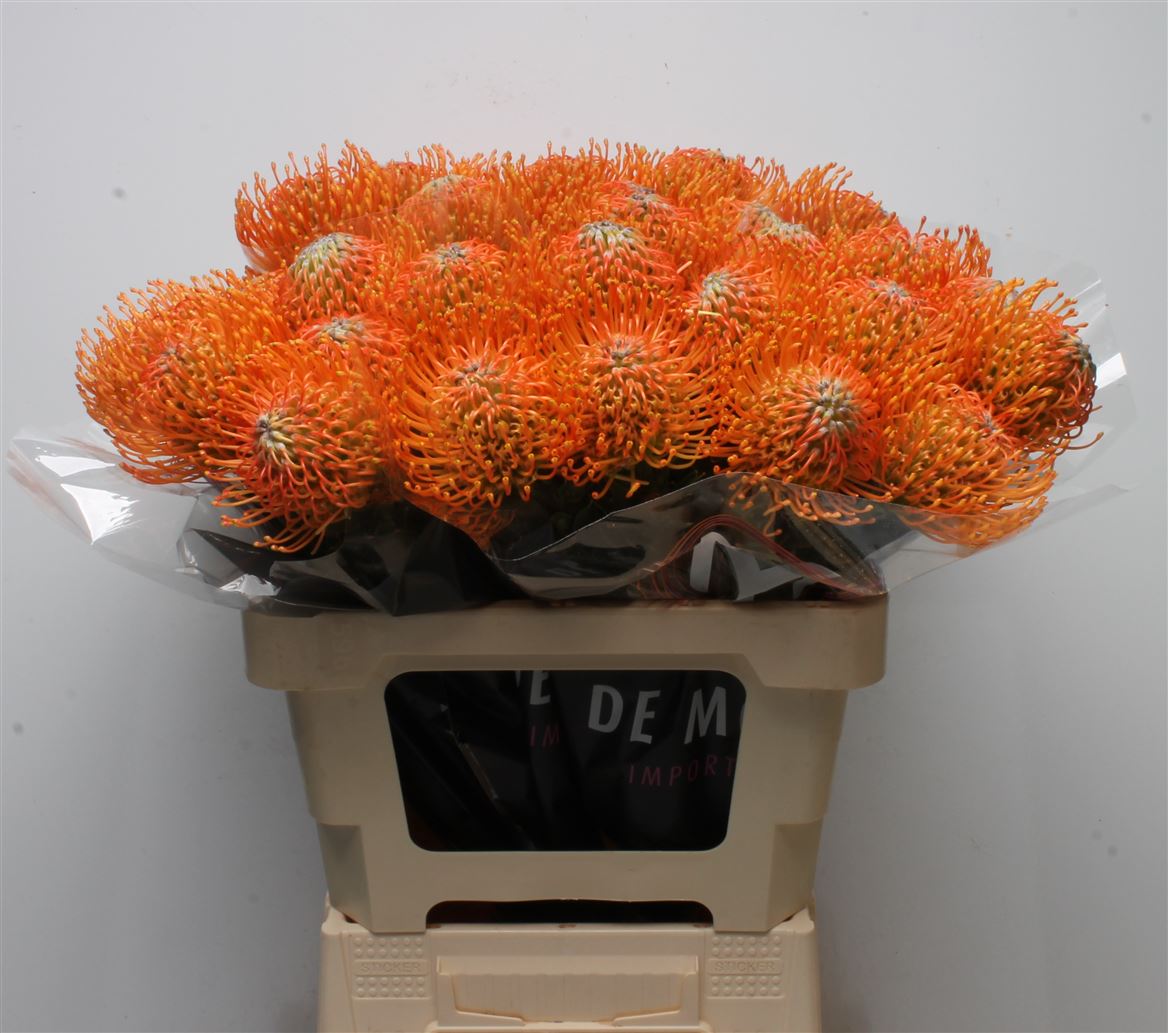 Leucospermum Ayoba Orange 60cm