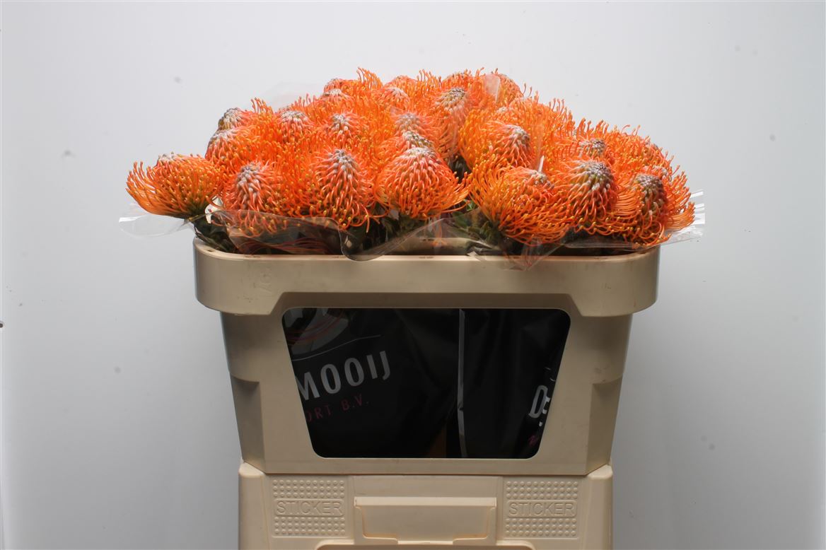 Leucospermum Ayoba Orange 70cm