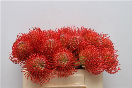 Leucospermum Ayoba Red 35cm