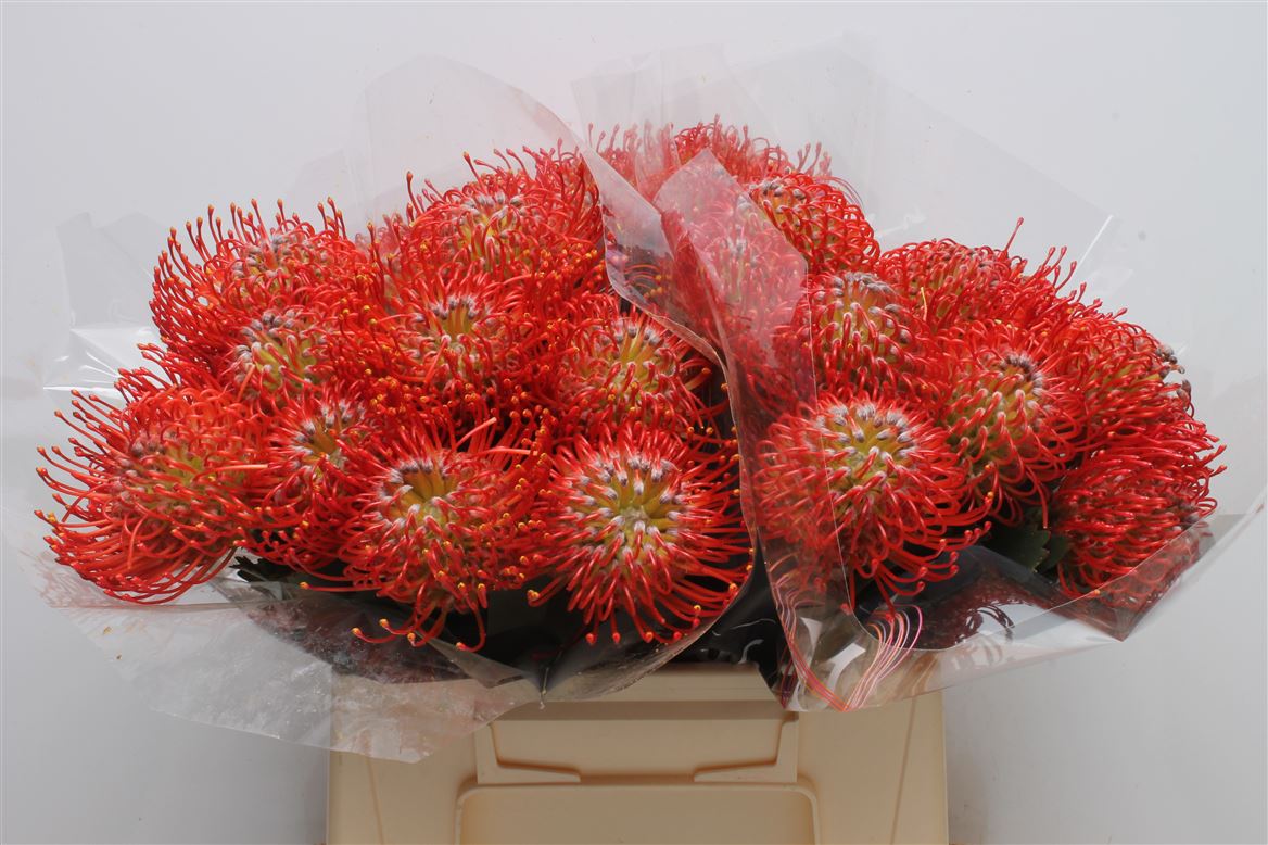 Leucospermum Ayoba Red 40cm
