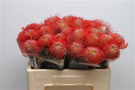 Leucospermum Ayoba Red 50cm