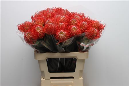 Leucospermum Ayoba Red 60cm