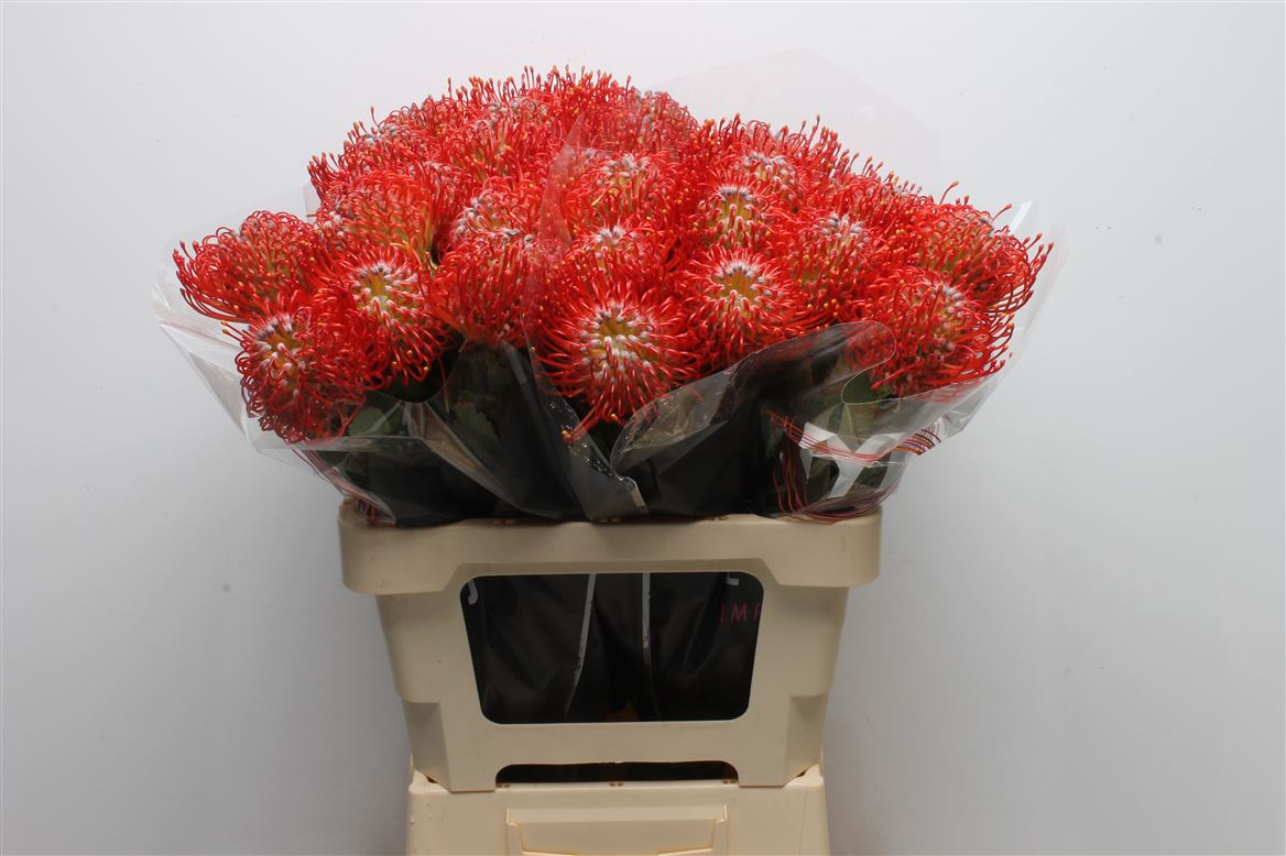 Leucospermum Ayoba Red 60cm