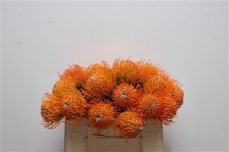 Leucospermum Ayoba Sun 30cm