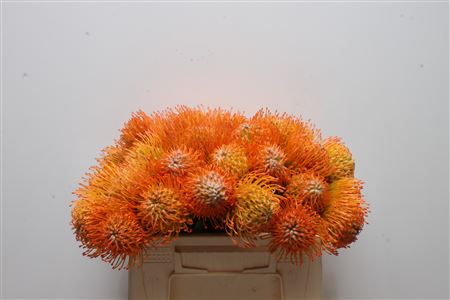 Leucospermum Ayoba Sun 35cm