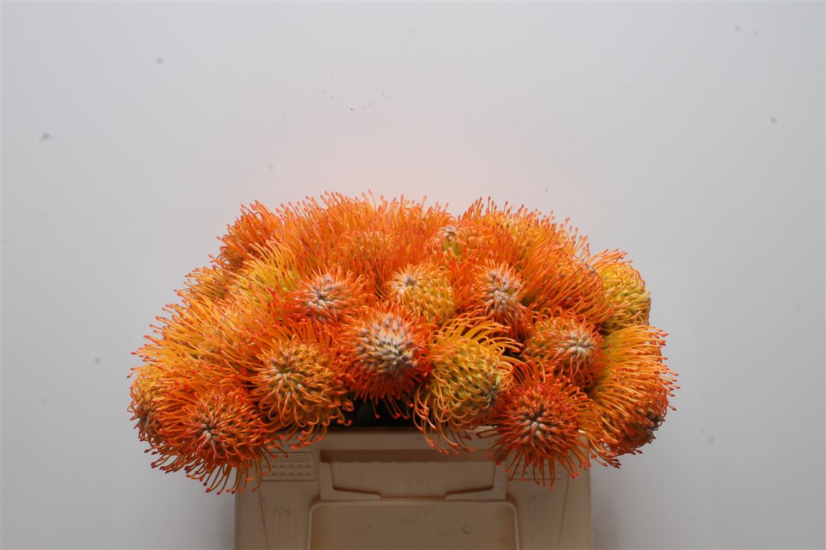 Leucospermum Ayoba Sun 35cm