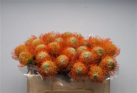 Leucospermum Ayoba Sun 45cm