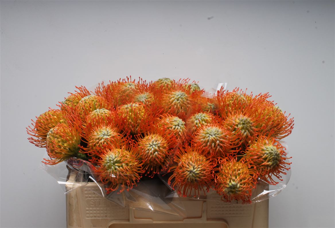 Leucospermum Ayoba Sun 45cm