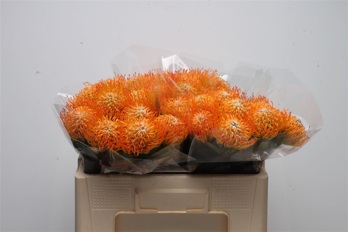 Leucospermum Ayoba Sun 50cm
