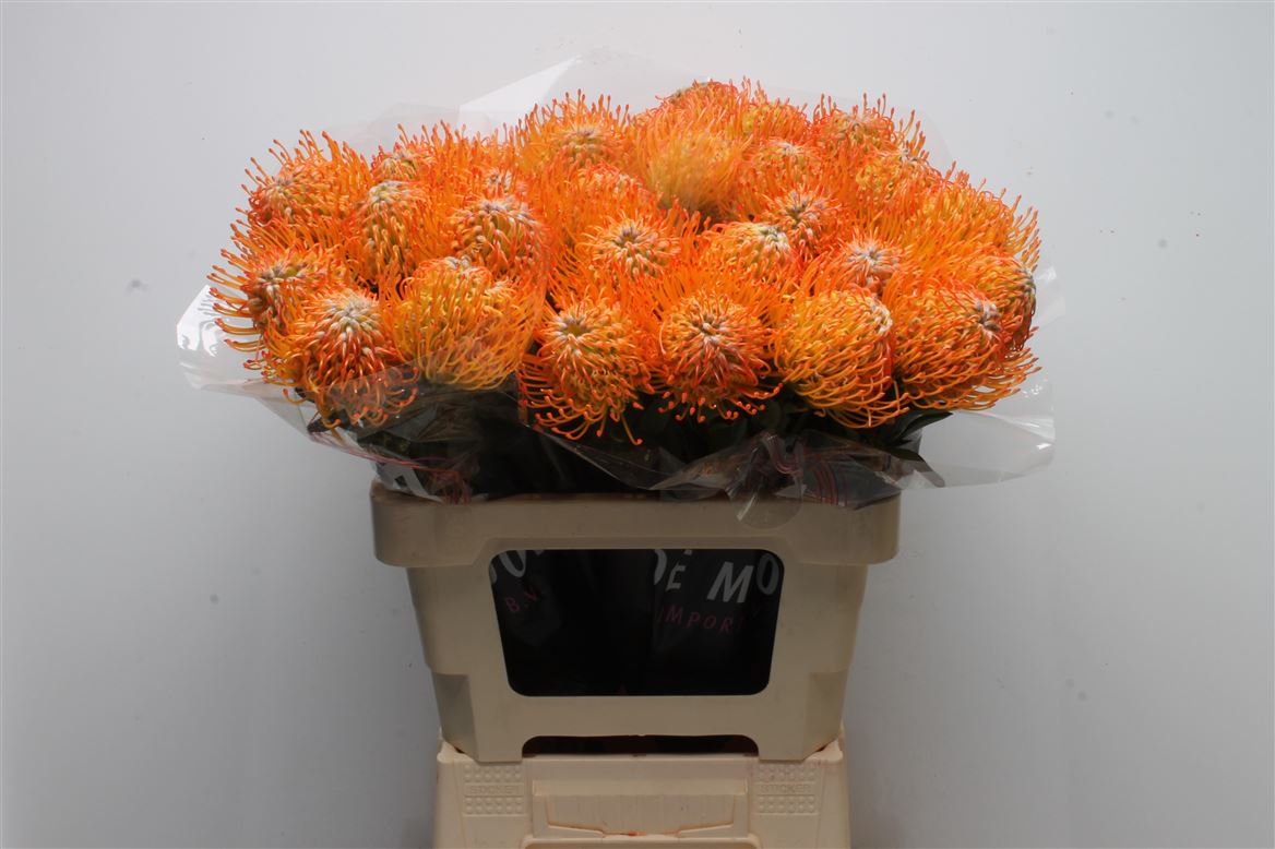 Leucospermum Ayoba Sun 60cm