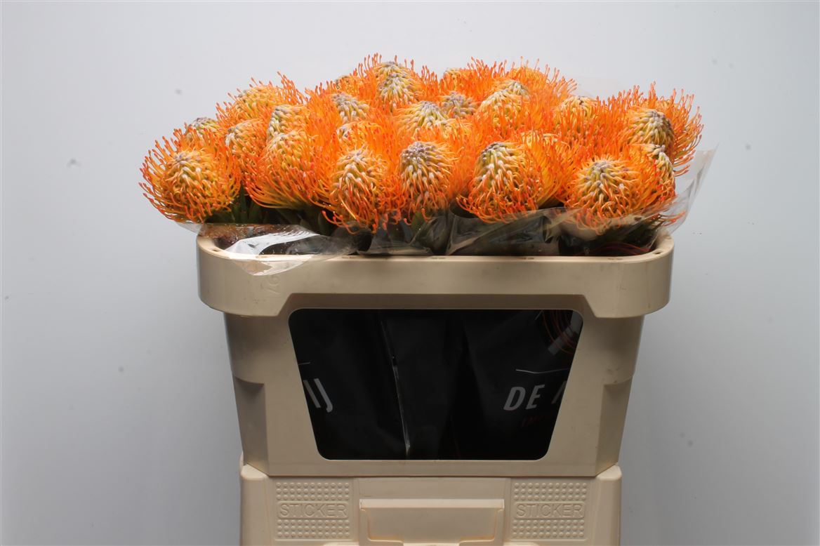 Leucospermum Ayoba Sun 70cm