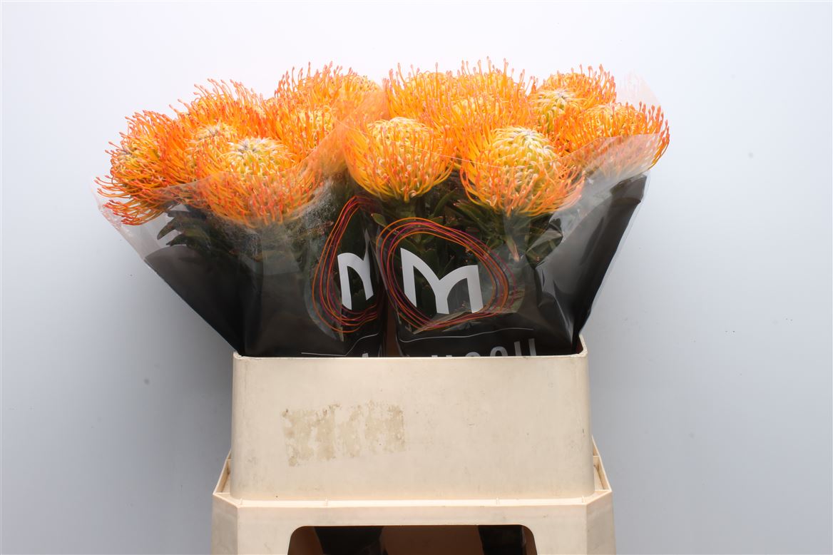 Leucospermum Ayoba Sun 80cm