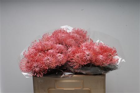 Leuco Klbh Baby Rose