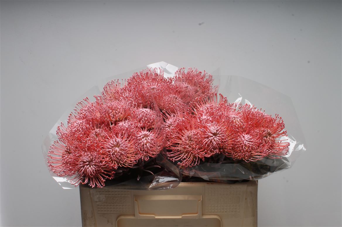 Leucospermum Painted Baby Pink 50cm