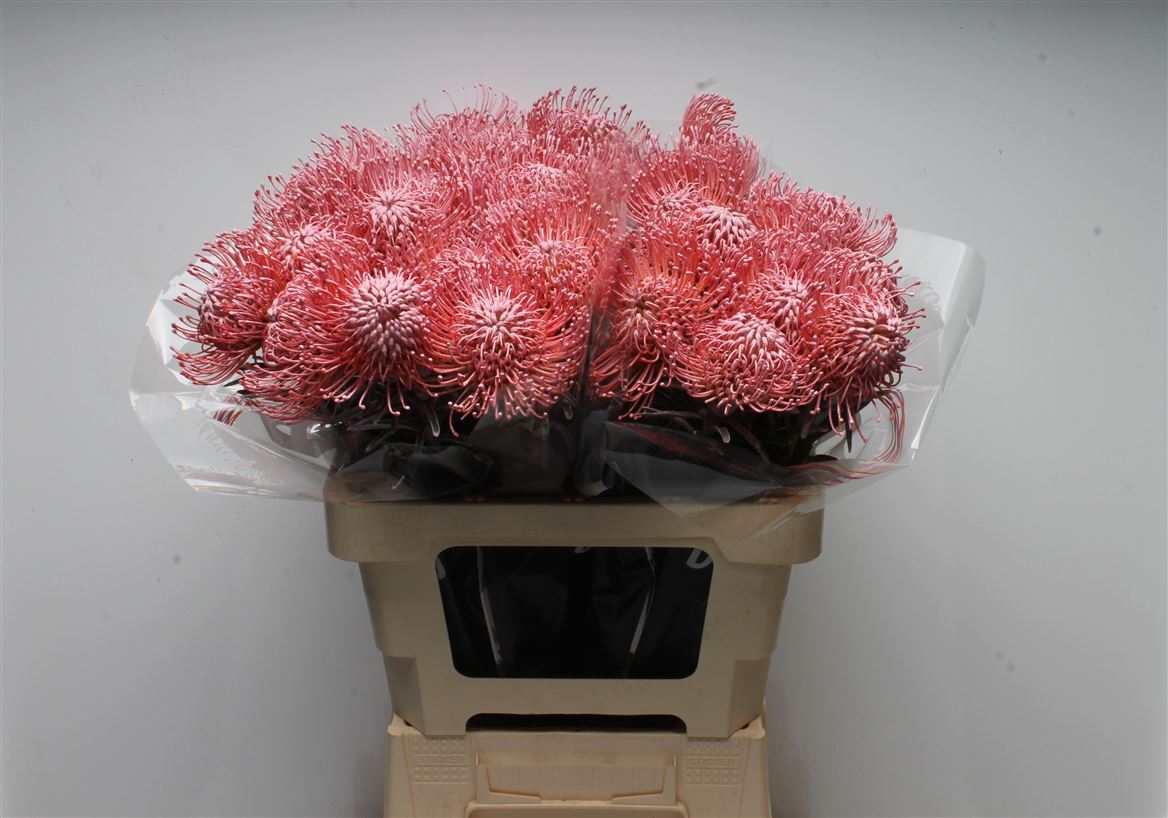Leucospermum Painted Baby Pink 60cm