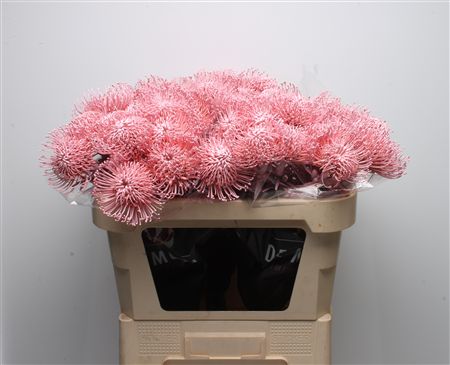 Leuco Klbh Baby Rose
