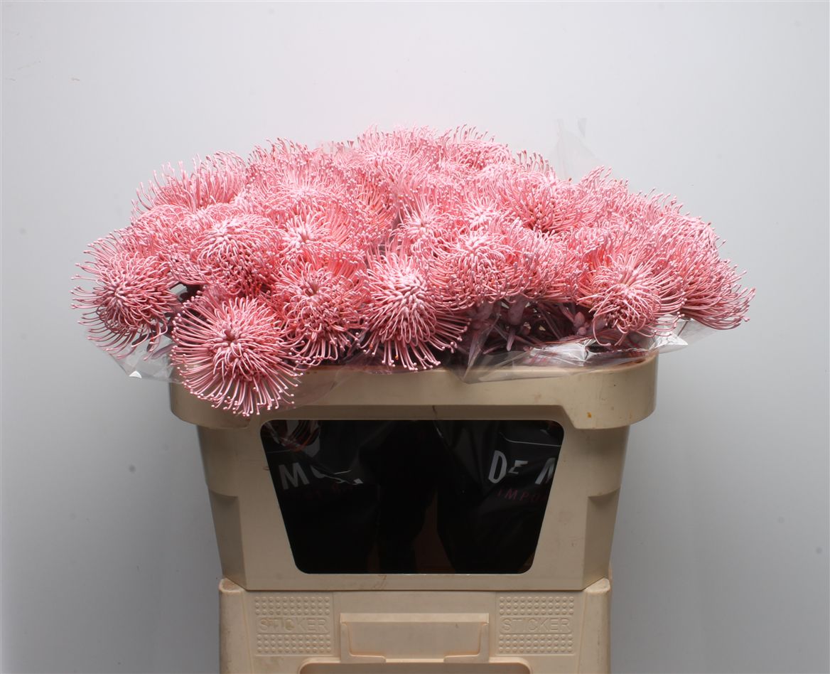 Leucospermum Painted Baby Pink 70cm