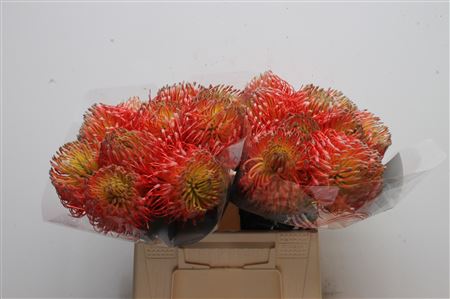 Leucospernum 40cm