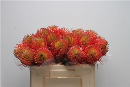 Leucospernum 50cm