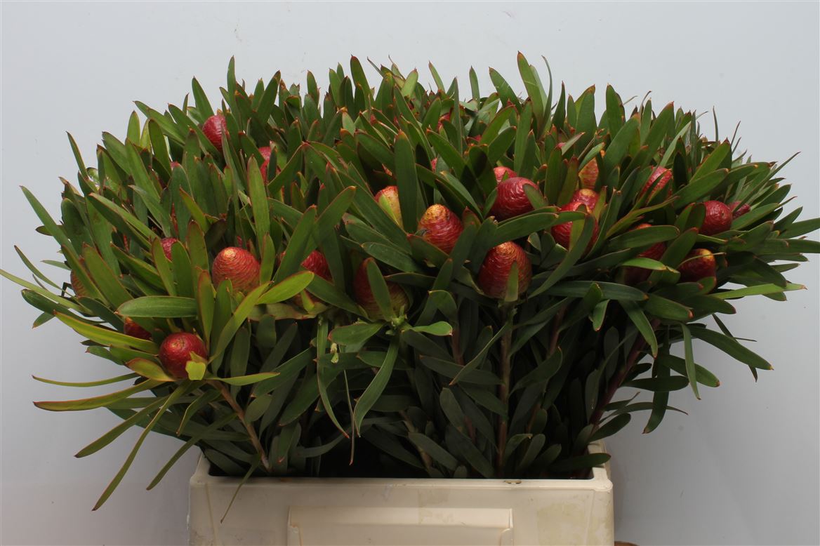 Leucadendron Ayoba Cherry Pearl 40cm