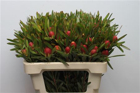 Leucad Ayoba Ch Pear 50cm