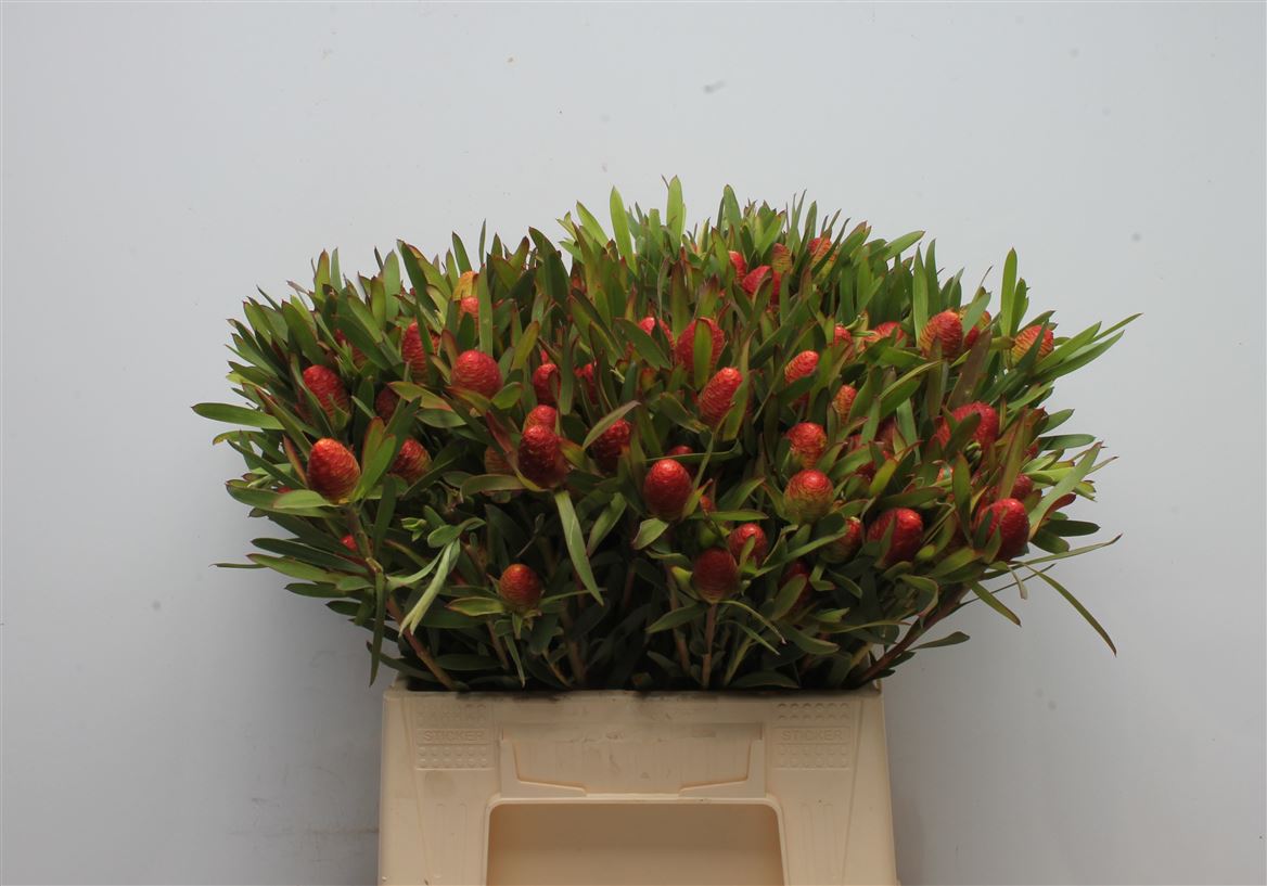 Leucadendron Ayoba Cherry Pearl 40cm