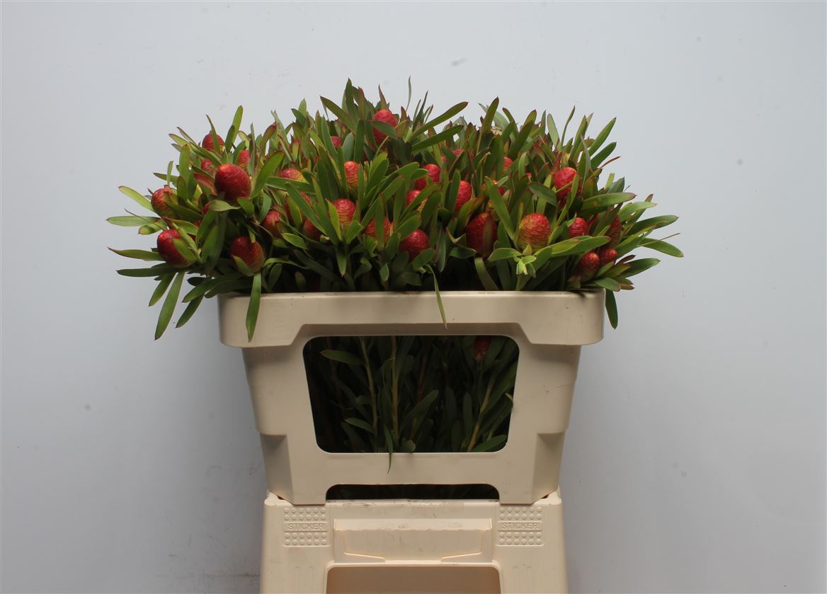Leucadendron Ayoba Cherry Pearl 50cm