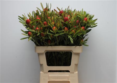 Leucad Ayoba Ch Pear 60cm